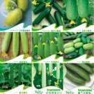 Combos Cucumbers Seeds, Mixed 9 Packs organic green vegetables home garden fruitsItem NO.: BD199H Combos Cucumbers Seeds, Mixed 9 Packs organic green vegetables home garden fruitsItem NO.: BD199H