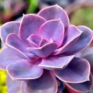 ® Echeveria 'Purple Pearl' SeedsItem NO.: NF920-choice