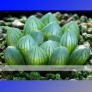 Haworthia Obtusa Yamada Black Succulent Seeds, 5pcsItem NO.: NF369