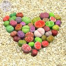 Lithops Mixed 10 Types of Living Stones Seeds, 10 seeds, mixed green red orange grey white etc.Item 
