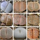 Mixed 9 Types of Lithops pseudotruncatella Seeds, 10 seeds, professional pack, 100% right varieties Mixed 9 Types of Lithops pseudotruncatella Seeds, 10 seeds, professional pack, 100% right varieties