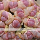 Pink Lithops SeedsItem NO.: NF360