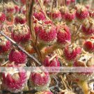 Mesembryanthemum Crystallinum Crystalline Ice Plant SeedsItem NO.: NF355