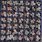 Heirloom Mix Lithops Pseudotruncatella Succulent Plant Seeds, Professional Pack, 100 Seeds / Pack, P