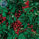 Sweetie Tomato Cherry Fruit SeedsItem NO.: BD222H