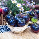 Giant Tomato Black Red Organic Fruit SeedsItem NO.: BD138H