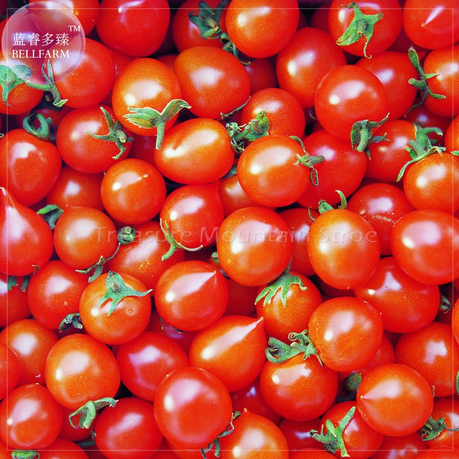 'Piccolo Cherry' Tomato SeedsItem NO.: TS413T