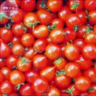 'Piccolo Cherry' Tomato SeedsItem NO.: TS413T