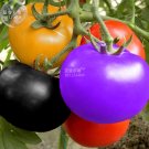 Rainbow / Black Elephant Tomato SeedsItem NO.: TS383T