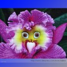 the World's Rarest Baby Face Orchid Perennial Flower SeedsItem NO.: NF940