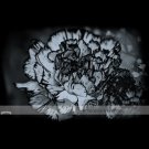 1 Professional Pack, 200 seeds / pack, 23 Types Carnation Seeds Dianthus Caryophyllus Rare Black Blu