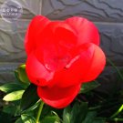 Peony Fresh Red Big Blooms Flower Seeds 3-layer bonsai home garden perennial flowersItem NO.: BD183H