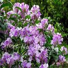 Mandevilla seeds potted balcony DIY home garden planting flowers Beautiful FlowerItem NO.: BD998H