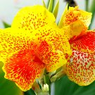 ® Yellow Canna SeedsItem NO.: B109-choice