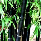 Rare Black Bamboo SeedsItem NO.: NF678