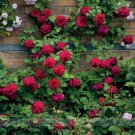 Rare 'Tess of the d'Urbervilles' Dark Red Climbing Rose Plant Flower SeedsItem NO.: NF791