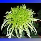 Green 'Spider' Chrysanthemum Flower Seeds,100 seeds.Item NO.: ZQ099J