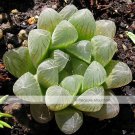 Variegated Haworthia Cooperi Pilifera SeedsItem NO.: XL324941