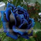 New Midnight Supreme Rose Bush Flower SeedsItem NO.: NF385