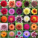 Mixed 25 Typs of Hardy Heat-resisting Different Perennial Dahlia Flower SeedsItem NO.: NF824xA26