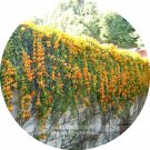 Rare Chinese Orange Pyrostegia venusta Perennial Climbing Plant SeedsItem NO.: TS092