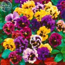 Pansy Swiss Waved Mixed SeedsItem NO.: TS417T