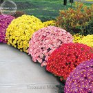 Heirloom Rare Ground-cover Chrysanthemum (Yellow Pink Red Mixed Different Colors) Hardy SeedsItem NO