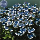 Nemesia Strumosa SeedsItem NO.: TS323T