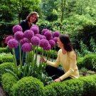 Heirloom Allium Giganteum Giant Onion with Purple Flower SeedsItem NO.: NF939