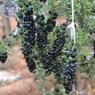 Fresh Feral Organic Black Goji Berry Herbs SeedsItem NO.: NF126