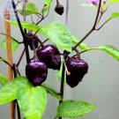 Purple UFO' Purple Hot Chilli Seeds, 30 seeds, professional pack, capsicum annuum edible ornamental 