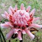 Etlingera Elatior Flower Seeds, Pink FlowersItem NO.: CO-1422
