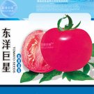 Tomato Giant Rose Pink Hybrid Fruit Seeds, 1000 Seeds, Original pack, tasty high yield indeterminate Tomato Giant Rose Pink Hybrid Fruit Seeds, 1000 Seeds, Original pack, tasty high yield indeterminate