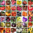 Bonsai Tomato Giant 36 Types of Vegetable Fruits, 100 seeds/pack, professional pack, black white blu