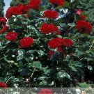 1 Professional Pack, 50 seeds / pack, New Dark Red Climbing Rose Plant Seed, Strong Fragrant Flowers