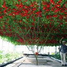 200pcs Italian Tree Tomato 'Trip L Crop' Seeds Combo S/H Vine Tomato Climbing Tomato Tree SeedsItem 