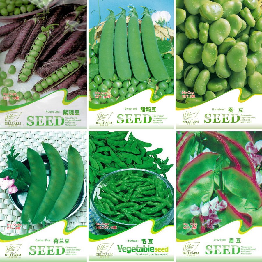 Purple Sweet Pea Broad Bean Green Soy Bean Brownbean Bonsai Vegetables Landscaping SeedsItem NO.: LM