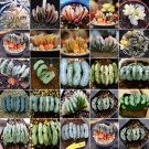 Haworthia truncata Rainbow Mixed 20 Types of Bonsai Succulent Seeds Heirloom Perennial Indoor Home G Haworthia truncata Rainbow Mixed 20 Types of Bonsai Succulent Seeds Heirloom Perennial Indoor Home G