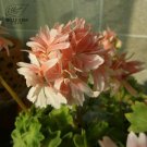 Geranium White Light Orange Thin Long Ornamental Bonsai Flowers 'Seeds' 10pcs Heirloom Garden Perenn