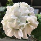 Geranium Purely Milky White Big Blooms Perennial Bonsai Flowers 'Seeds' 10pcs Organic Dense Home Gar Geranium Purely Milky White Big Blooms Perennial Bonsai Flowers 'Seeds' 10pcs Organic Dense Home Gar
