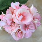 Geranium Peach Pink Light Color Ball-types Bonsai Flowers, 10pcs Seeds Heirloom Sweet Pelargonium ho Geranium Peach Pink Light Color Ball-types Bonsai Flowers, 10pcs Seeds Heirloom Sweet Pelargonium ho