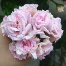 Geranium Fully Light Pink Corrugated Big Blooms Bonsai Flowers 'Seeds' 10pcs Heriloom Pelargonium ho Geranium Fully Light Pink Corrugated Big Blooms Bonsai Flowers 'Seeds' 10pcs Heriloom Pelargonium ho