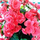 Geranium Rose Red Begonia-like Double Petals Bonsai Perennial Flowers 10pcs Seeds Heirloom Garden Fl Geranium Rose Red Begonia-like Double Petals Bonsai Perennial Flowers 10pcs Seeds Heirloom Garden Fl