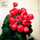 Geranium Dark Red Dense Flowers Bonsai Seeds, 10pcs/pack, heirloom pelargonium hortorum petals won't Geranium Dark Red Dense Flowers Bonsai Seeds, 10pcs/pack, heirloom pelargonium hortorum petals won't