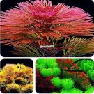 1000 Aquarium Seeds Aquatic Particle Aquarium Decoration Pine TreeItem NO.: CO-1416