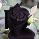 Maroon Super Black Rose Shrub Flower Seeds, 50 seeds, professional pack, light fragrant home cut flo Maroon Super Black Rose Shrub Flower Seeds, 50 seeds, professional pack, light fragrant home cut flo