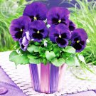 Pansy Swiss Violet Flowers Seeds, 30 Seeds, Professional Pack, viola wittrockiana a must for home bo