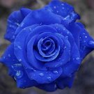 Rare Blue Rose Flower SeedsItem NO.: CO-1413