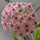 Bonsai Hoya Seeds, Pink FlowersItem NO.: CO-1408