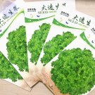 Lettuce Fast Growing Vegetable Organic Seeds, 5 packs, 200 seeds/pack, romaine lettuce tasty for sal
